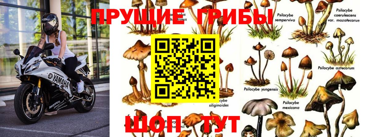 купить   Вход с VPN  Углич  Псилоцибиновые грибы MAGIC MUSHROOMS  Галлюциногенные грибы Psilocybe 